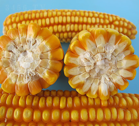 皖農(nóng)科青貯6號-玉米種子-豐樂種業(yè)