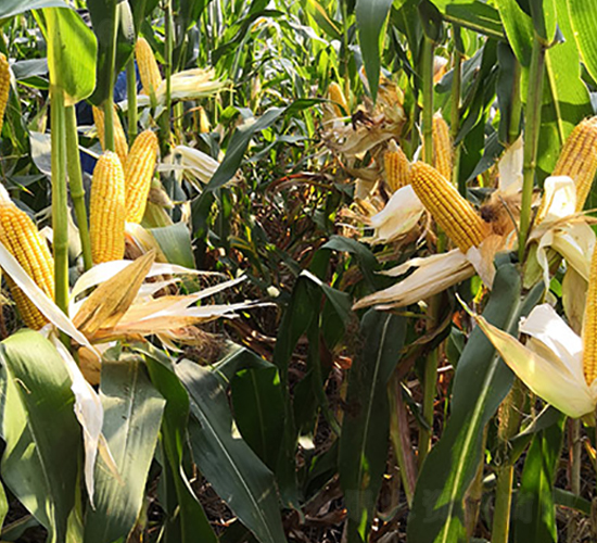 �S��382-���׷N��-�S���N�I(y��)