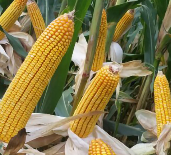 �S��218-���׷N��-�S���N�I(y��)