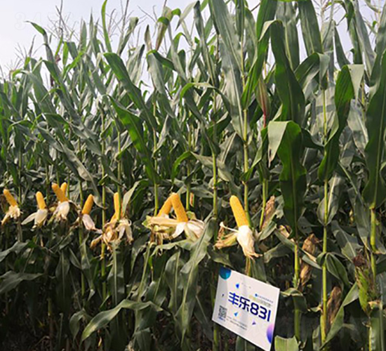 �S��831-���׷N��-�S���N�I(y��)