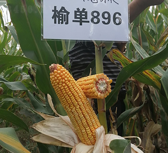 榆單896-玉米種子-豐樂(lè)種業(yè)