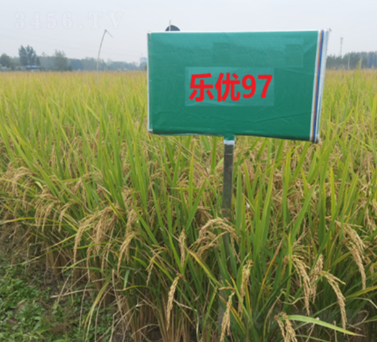 樂優(yōu)97-水稻種子-豐樂種業(yè)