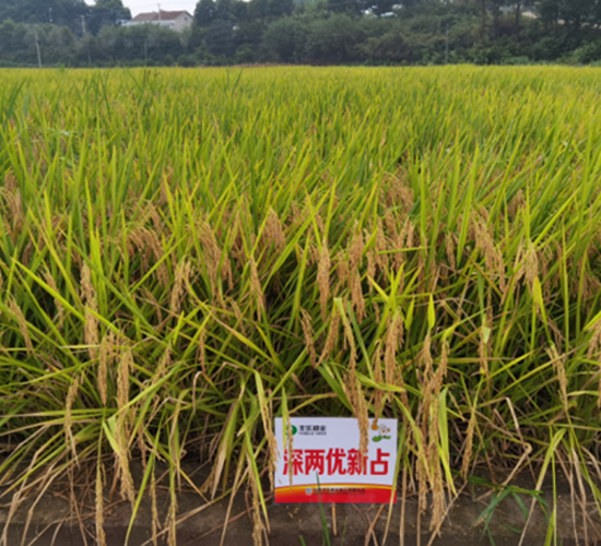深兩優(yōu)新占-水稻種子-豐樂(lè)種業(yè)