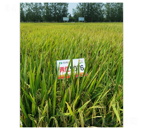 兩優(yōu)5076-水稻種子-豐樂(lè)種業(yè)