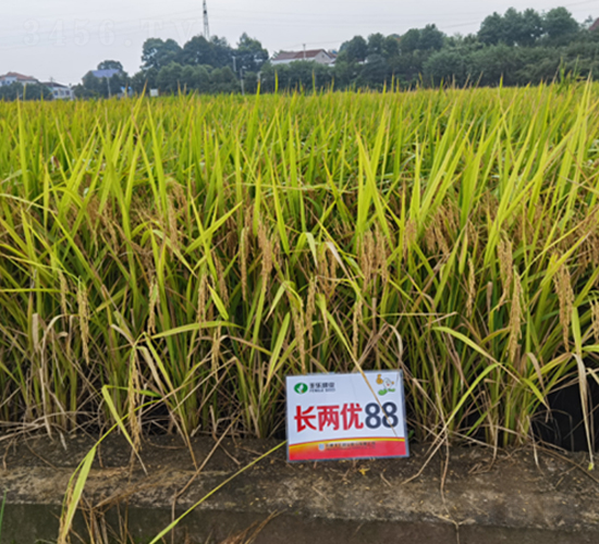 �L(zh��ng)�Ƀ�(y��u)88-ˮ���N��-�S���N�I(y��)