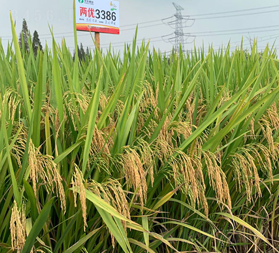 兩優(yōu)3386-水稻種子-豐樂種業(yè)