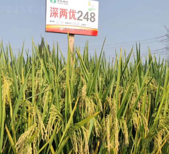 深兩優(yōu)248-水稻種子-豐樂種業(yè)