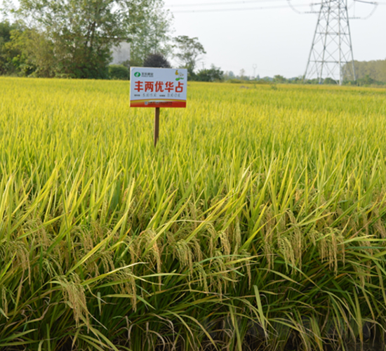 豐兩優(yōu)華占-水稻種子-豐樂種業(yè)