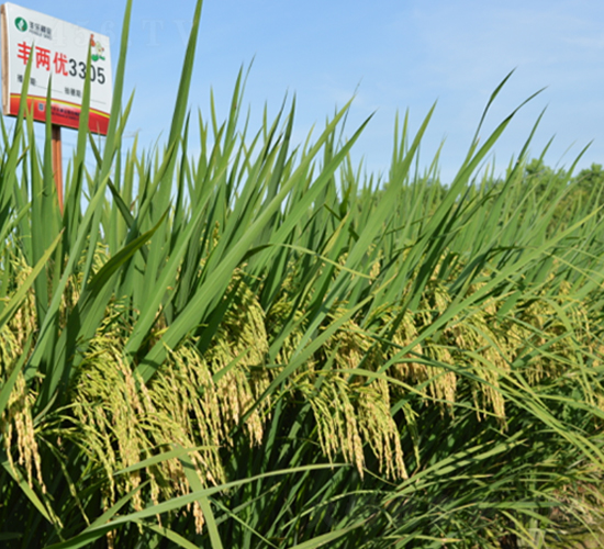 豐兩優(yōu)3305-水稻種子-豐樂種業(yè)