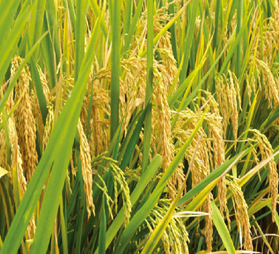內(nèi)優(yōu)506-水稻種子-豐樂種業(yè)