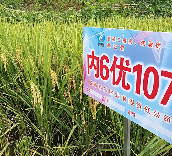 內(nèi)6優(yōu)107-水稻種子-豐樂種業(yè)