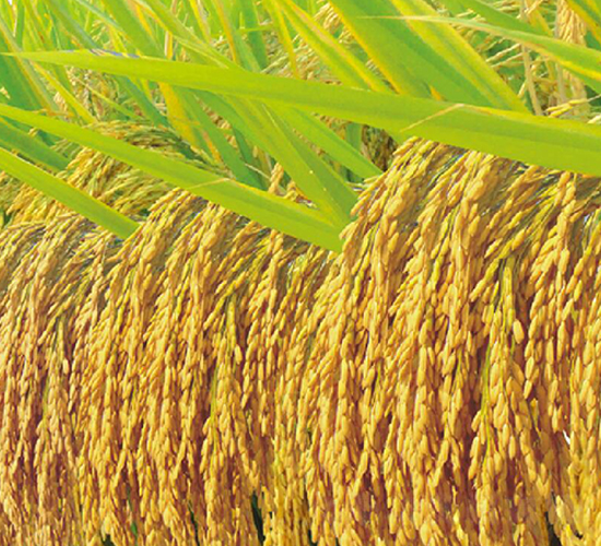 內(nèi)香8518-水稻種子-豐樂種業(yè)