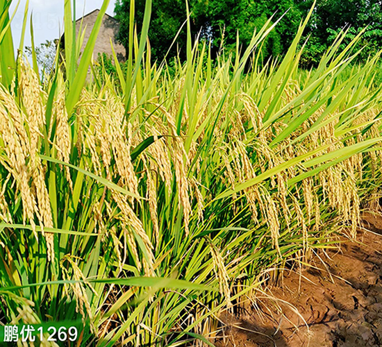 鵬優(yōu)1269-水稻種子-豐樂種業(yè)