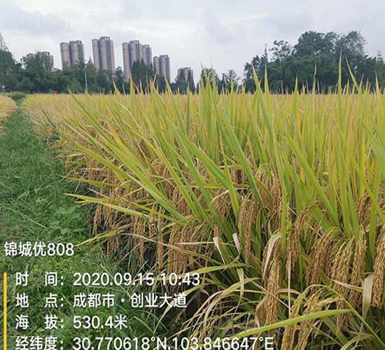 錦城優(yōu)808-水稻種子-豐樂種業(yè)