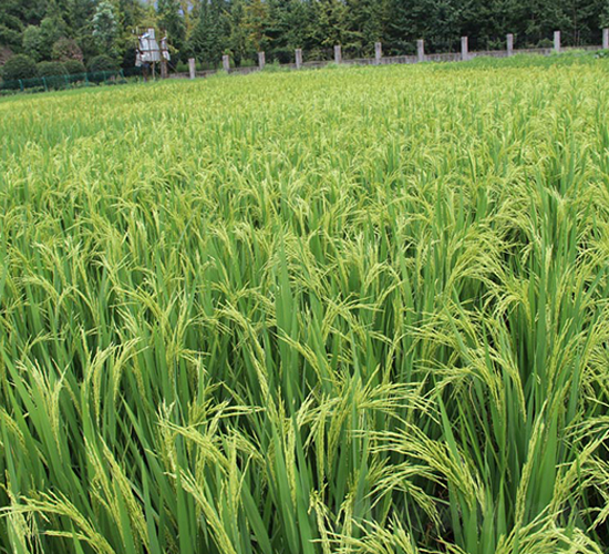 川優(yōu)670-水稻種子-豐樂種業(yè)