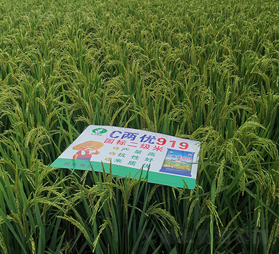C兩優(yōu)919-水稻種子-豐樂種業(yè)