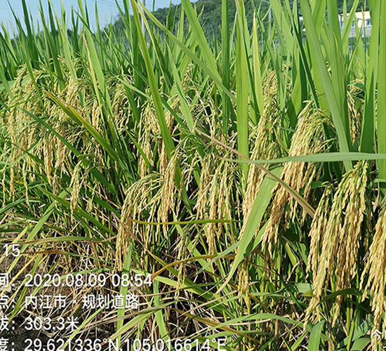 甜香優(yōu)2115-水稻種子-豐樂種業(yè)