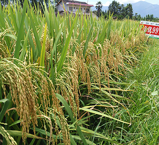 金優(yōu)997-水稻種子-豐樂種業(yè)