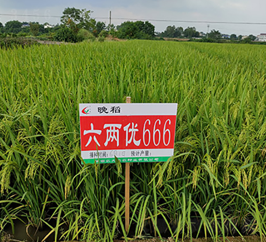 六兩優(yōu)666-水稻種子-豐樂種業(yè)