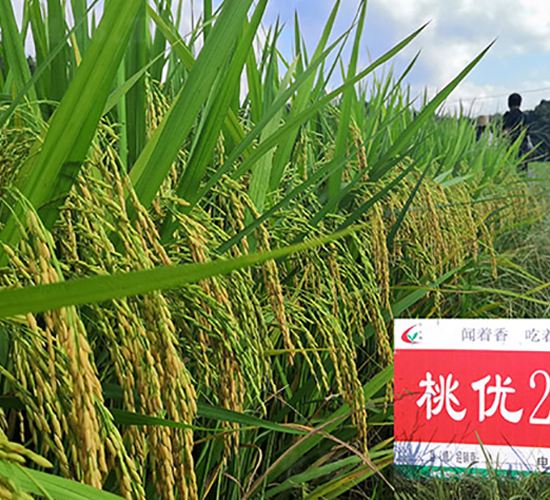 �҃�(y��u)205-ˮ���N��-�S���N�I(y��)