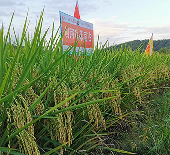 創(chuàng)兩優(yōu)茉莉占-水稻種子-豐樂種業(yè)