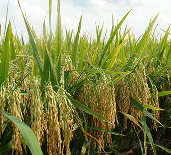 柒兩優(yōu)785-水稻種子-豐樂種業(yè)