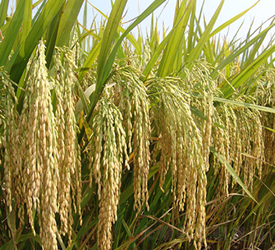 ꑃɃ�(y��u)4026-ˮ���N��-�S��(l��)�N�I(y��)