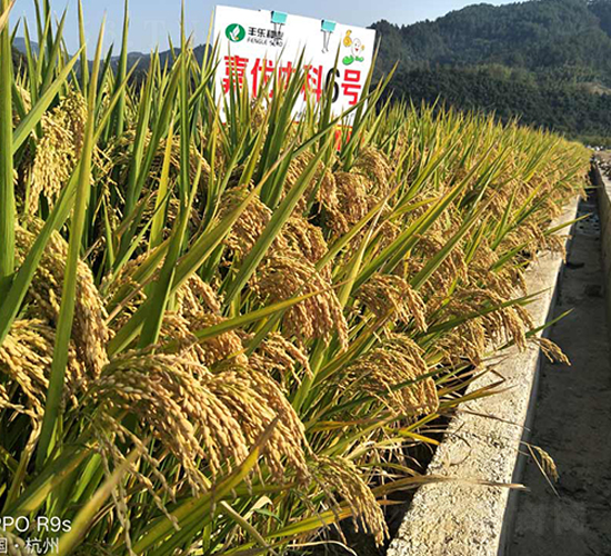 �΃�(y��u)�п�6̖-ˮ���N��-�S���N�I(y��)