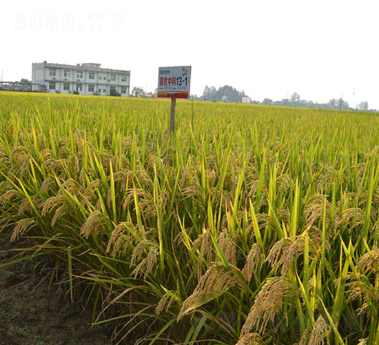 �΃�(y��u)�п�13-1-ˮ���N��-�S���N�I(y��)