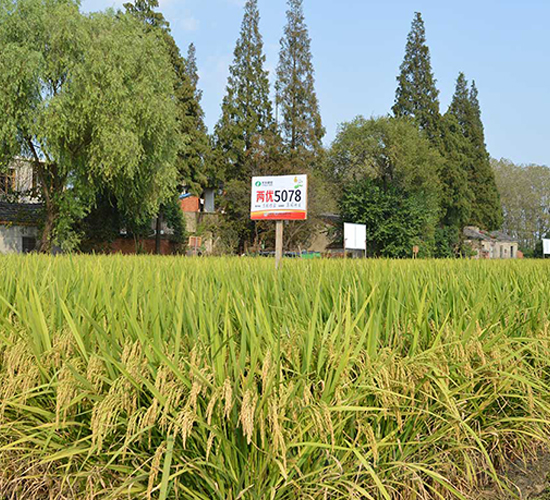 �Ƀ�(y��u)5078-ˮ���N��-�S���N�I(y��)