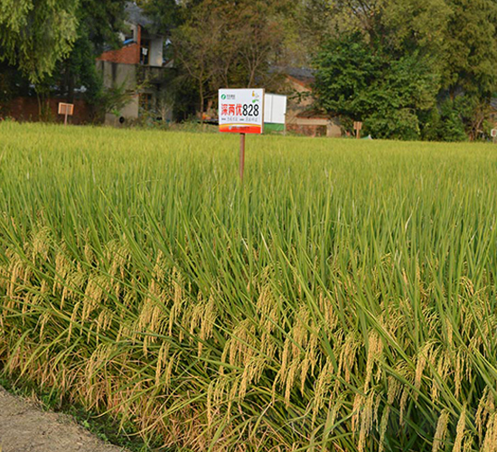 ��Ƀ�(y��u)828-ˮ���N��-�S���N�I(y��)