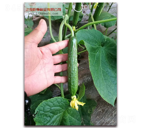 Ǭ��1517-�S�ϷN��-Ǭ�·N�I(y��)