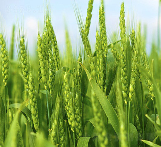 未來0818-小麥種子-未來種業(yè)