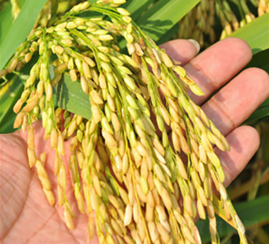 未兩優(yōu)6號(hào)-水稻種子-未來種業(yè)