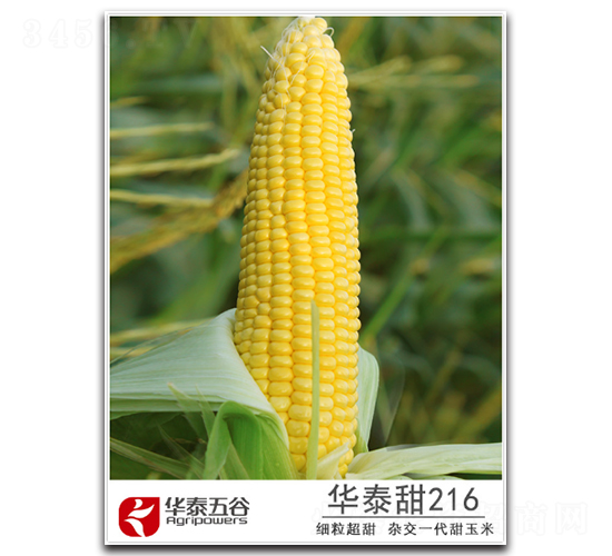 華泰甜216-甜玉米種子-華泰五谷