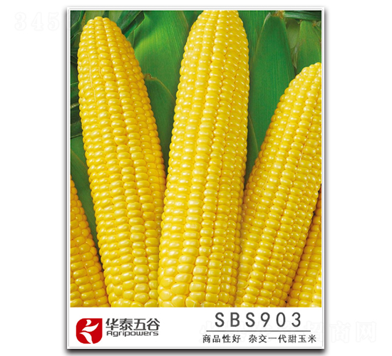 SBS903-甜玉米種子-華泰五谷