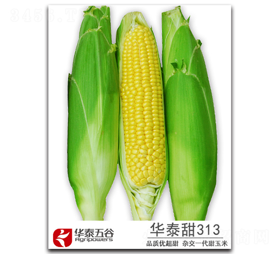 華泰甜313-甜玉米種子-華泰五谷