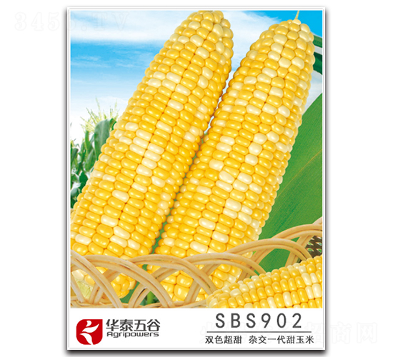 SBS902-甜玉米種子-華泰五谷