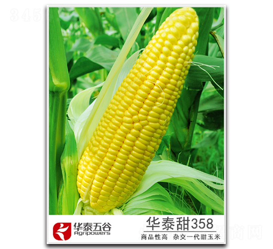 華泰甜358-甜玉米種子-華泰五谷