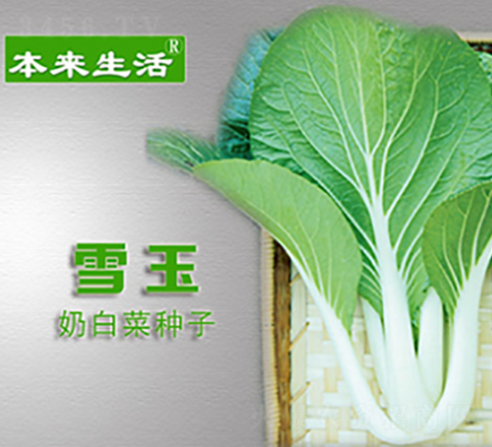 ��������ѩ��-�๣�˷N��-�A̩���