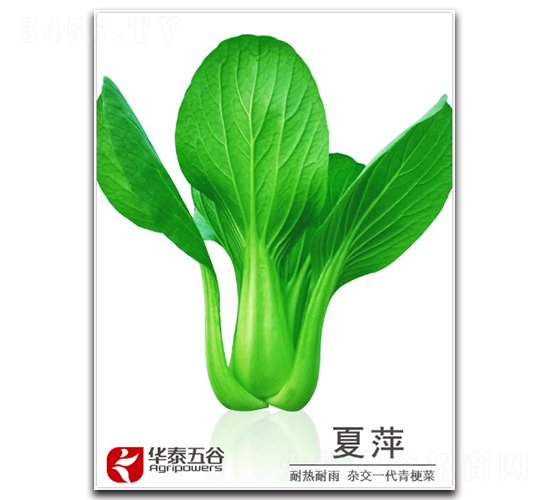 夏萍-青梗菜種子-華泰五谷