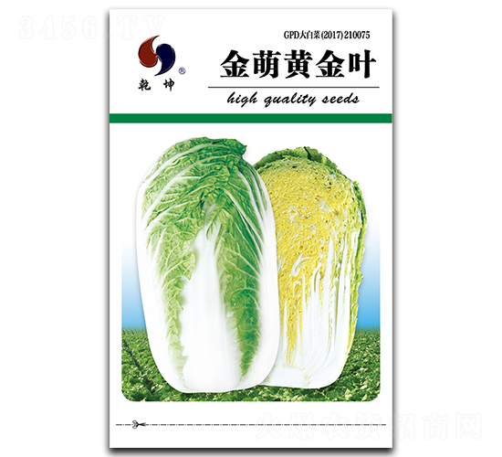 金萌黃金葉-白菜種子-乾坤種業(yè)