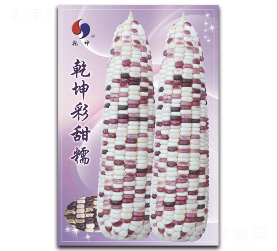 乾坤彩甜糯-玉米種子-乾坤種業(yè)