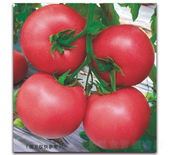 金棚圣比亞45-番茄種子-金鵬