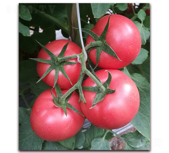 ����S07-���ѷN��-���i