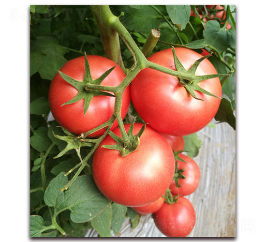 金棚152-番茄種子-金鵬