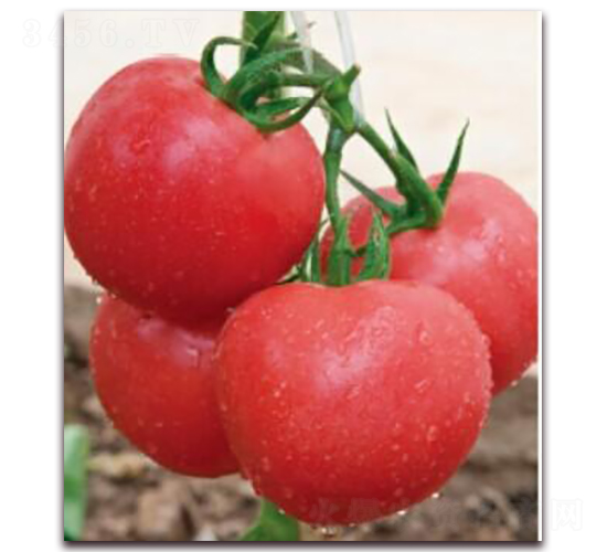 金棚8號(hào)B型-番茄種子-金鵬