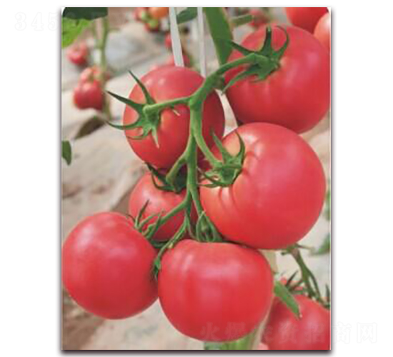 金棚218-番茄種子-金鵬