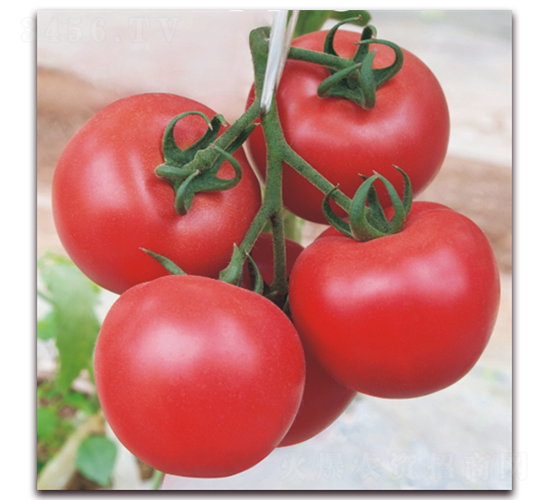 金棚148-番茄種子-金鵬