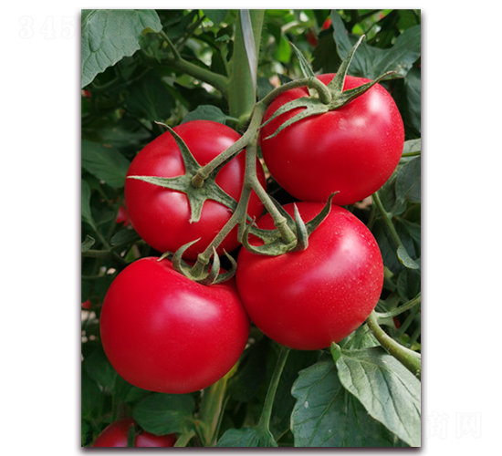 金棚2095-番茄種子-金鵬